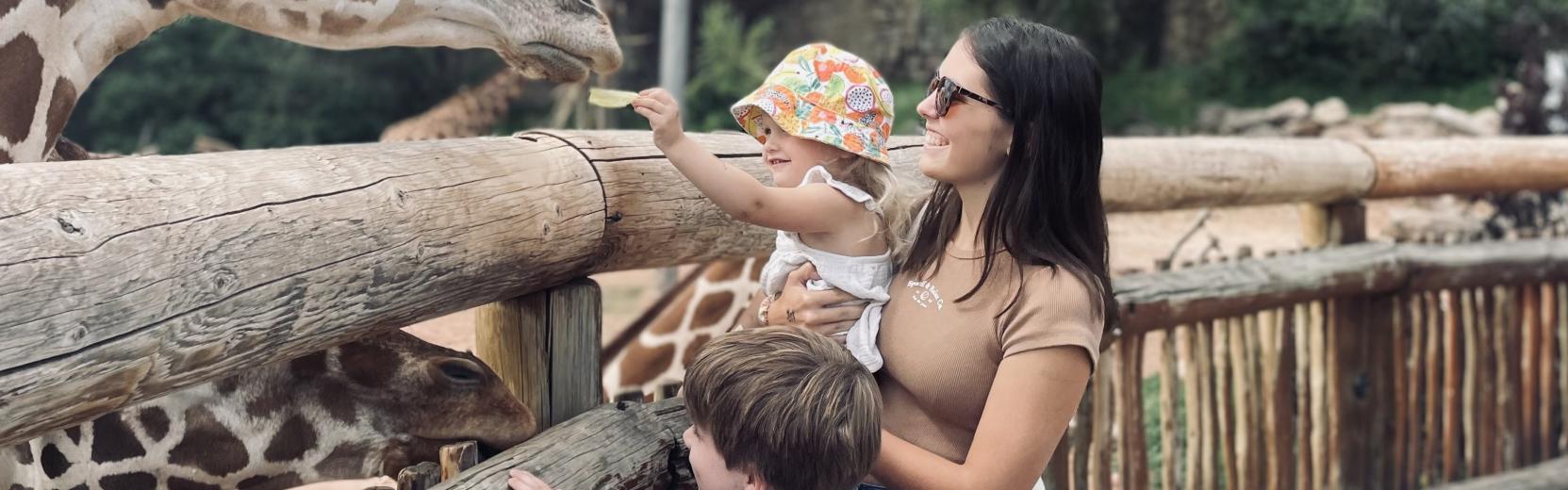 Une fille au pair avec des enfants d'accueil nourrit les girafes au zoo
