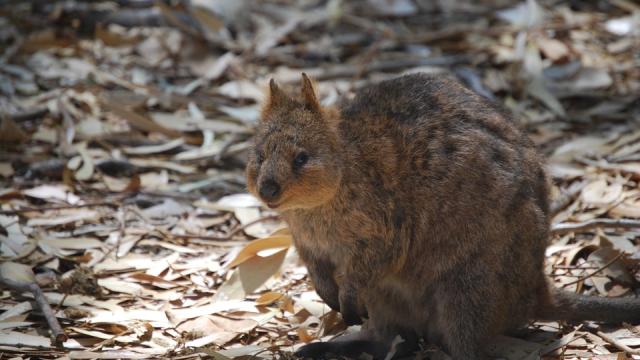 un quokka en Australie