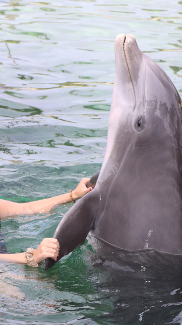 au pair swimming with a dolphin