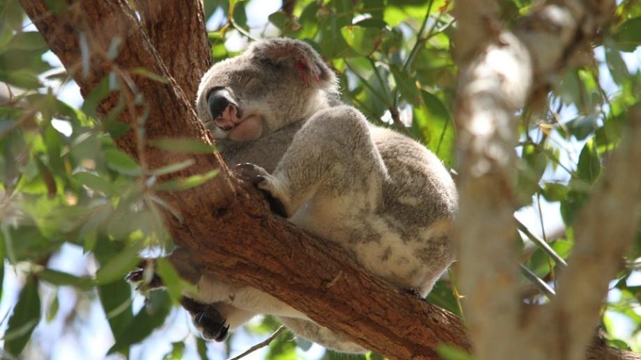 koala se reposant dans un arbre