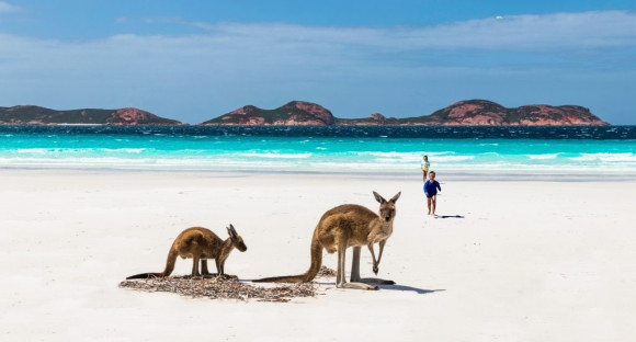 Des kangourous sur une plage en Australie